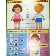 Плакат «Строение тела человека»