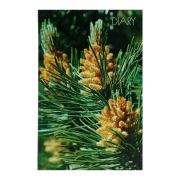 Ежедневник недатированный А5, 112 листов «Хвойный лес», твёрдая обложка, матовая ламинация, тонированный блок